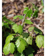 Actaea japonica 'Cheju-do'