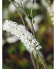 Actaea matsumurae 'Elstead Variety'