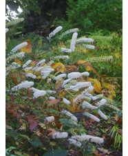 Actaea matsumurae 'Elstead Variety'
