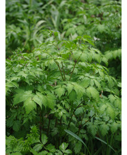 Actaea matsumurae 'Elstead Variety'