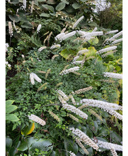 Actaea matsumurae 'Elstead Variety'