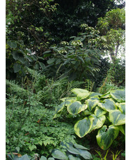 Actaea matsumurae 'Elstead Variety'