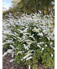 Actaea matsumurae 'White Pearl'