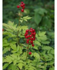 Actaea rubra