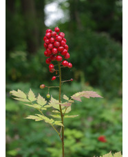 Actaea rubra