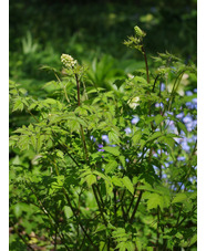 Actaea rubra