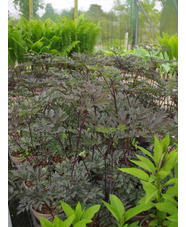 Actaea simplex (Atropurpurea Group) 'Hillside Black Beauty'