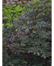 Actaea simplex (Atropurpurea Group) 'Hillside Black Beauty'