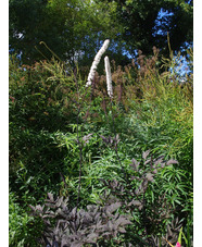 Actaea simplex (Atropurpurea Group) 'Hillside Black Beauty'