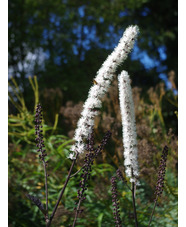 Actaea simplex (Atropurpurea Group) 'Hillside Black Beauty'