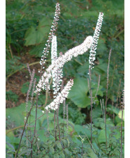 Actaea simplex Atropurpurea Group