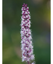 Actaea simplex 'Brunette'