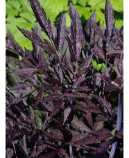 Actaea simplex 'James Compton'