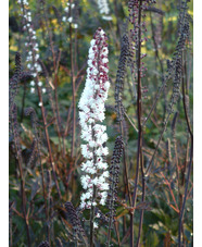 Actaea simplex 'James Compton'