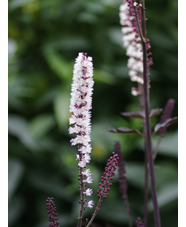 Actaea simplex 'James Compton'