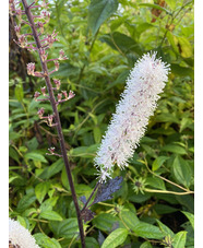 Actaea simplex 'James Compton'