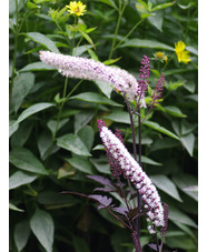 Actaea simplex 'Pink Spike'