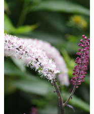 Actaea simplex 'Pink Spike'