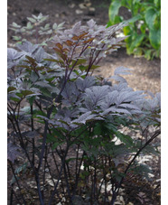 Actaea simplex 'Pink Spike'