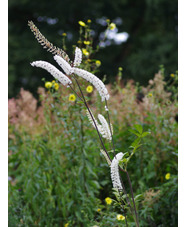 Actaea simplex 'Prichard's Giant'