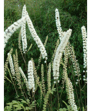 Actaea simplex 'Prichard's Giant'