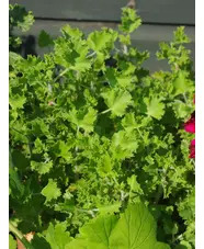 Pelargonium 'Cola Bottles'