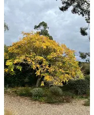 Koelreuteria paniculata