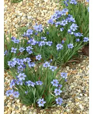 Sisyrinchium 'Californian Skies'