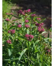 Asclepias incarnata