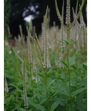 Veronicastrum virginicum f. roseum
