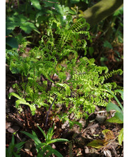 Adiantum pedatum