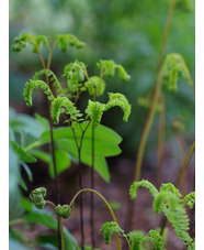 Adiantum pedatum