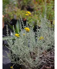 Helichrysum microphyllum