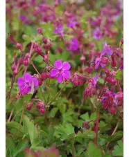 Geranium macrorrhizum wild form