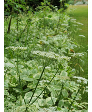 Aegopodium podagraria 'Variegatum'