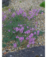 Aethionema grandiflorum