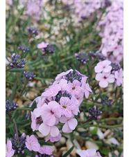 Aethionema grandiflorum
