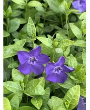 Vinca minor 'Bowles's Variety'