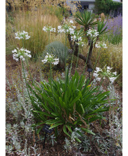 Agapanthus 'Albatross'