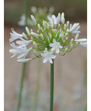 Agapanthus 'Albatross'