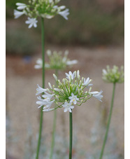 Agapanthus 'Albatross'