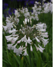 Agapanthus 'Ardernei Hybrid'