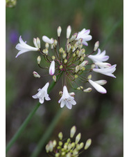 Agapanthus 'Ardernei Hybrid'