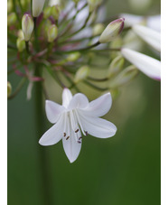 Agapanthus 'Ardernei Hybrid'