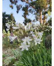 Agapanthus 'Ardernei Hybrid'