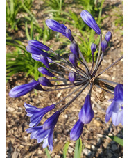 Agapanthus 'Black Buddhist'