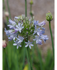 Agapanthus 'Boleyn Blue'