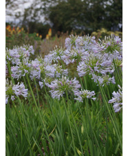 Agapanthus 'Boleyn Blue'