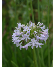 Agapanthus 'Boleyn Blue'