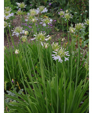 Agapanthus 'Boleyn Blue'